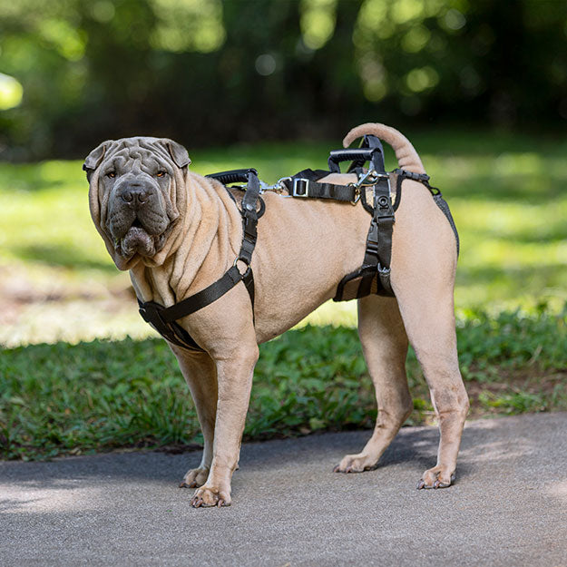 Dog wearing full body harness outdoors.