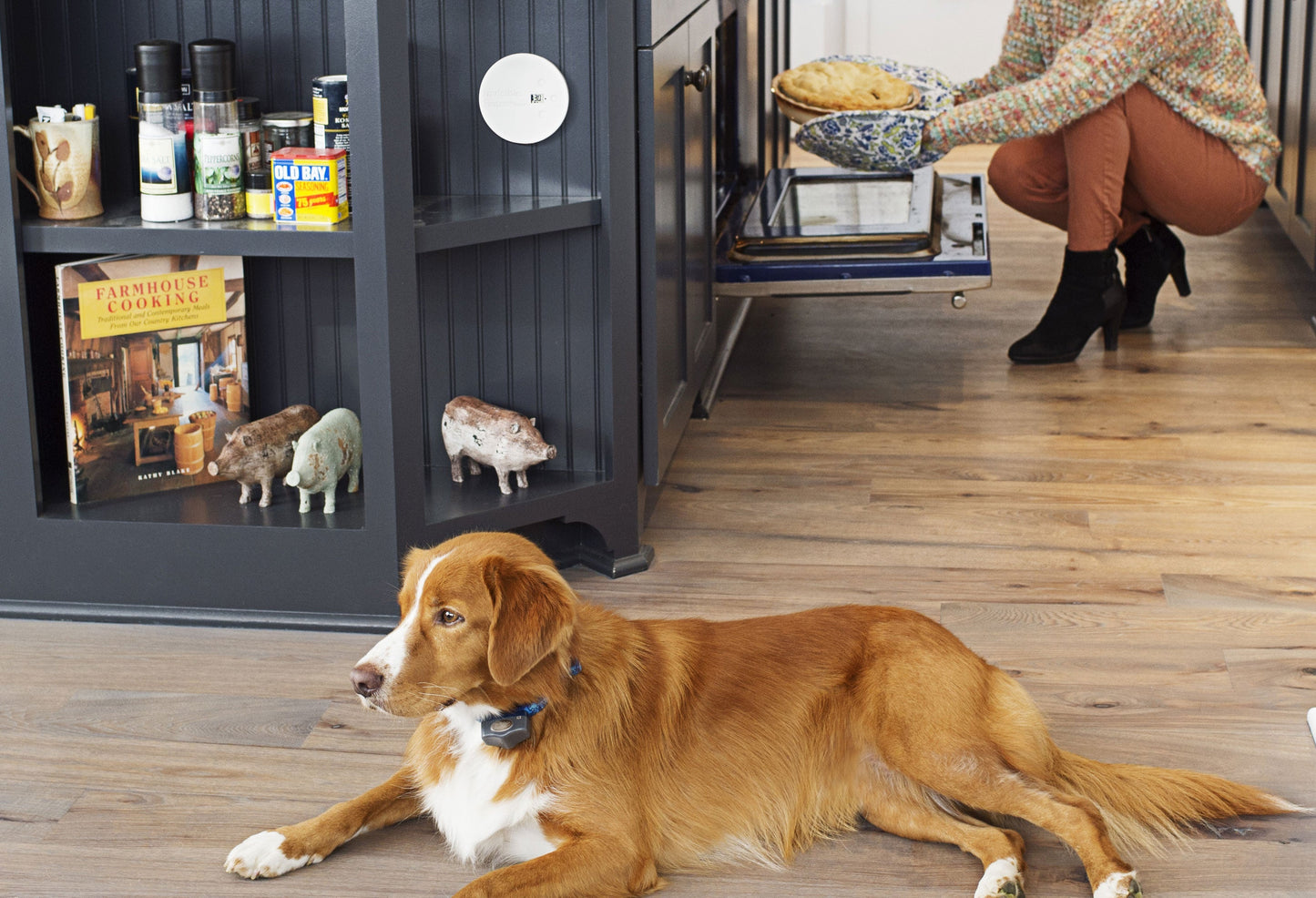 Dog laying in kitchen with shield in background near open oven