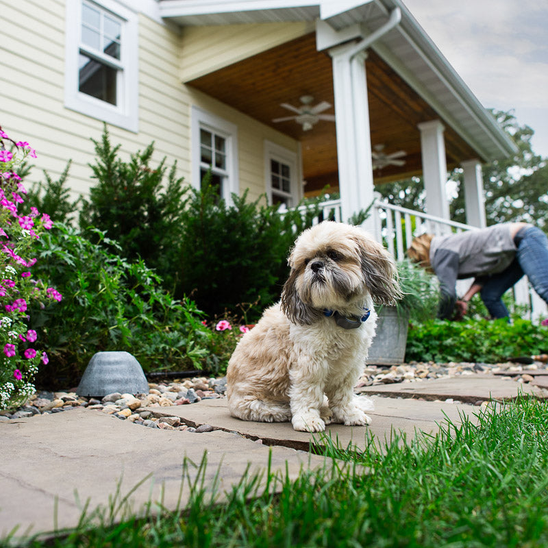 Shitzu in front yard with gray rock in background serving as an outdoor shield to prevent dog from getting in the garden bed