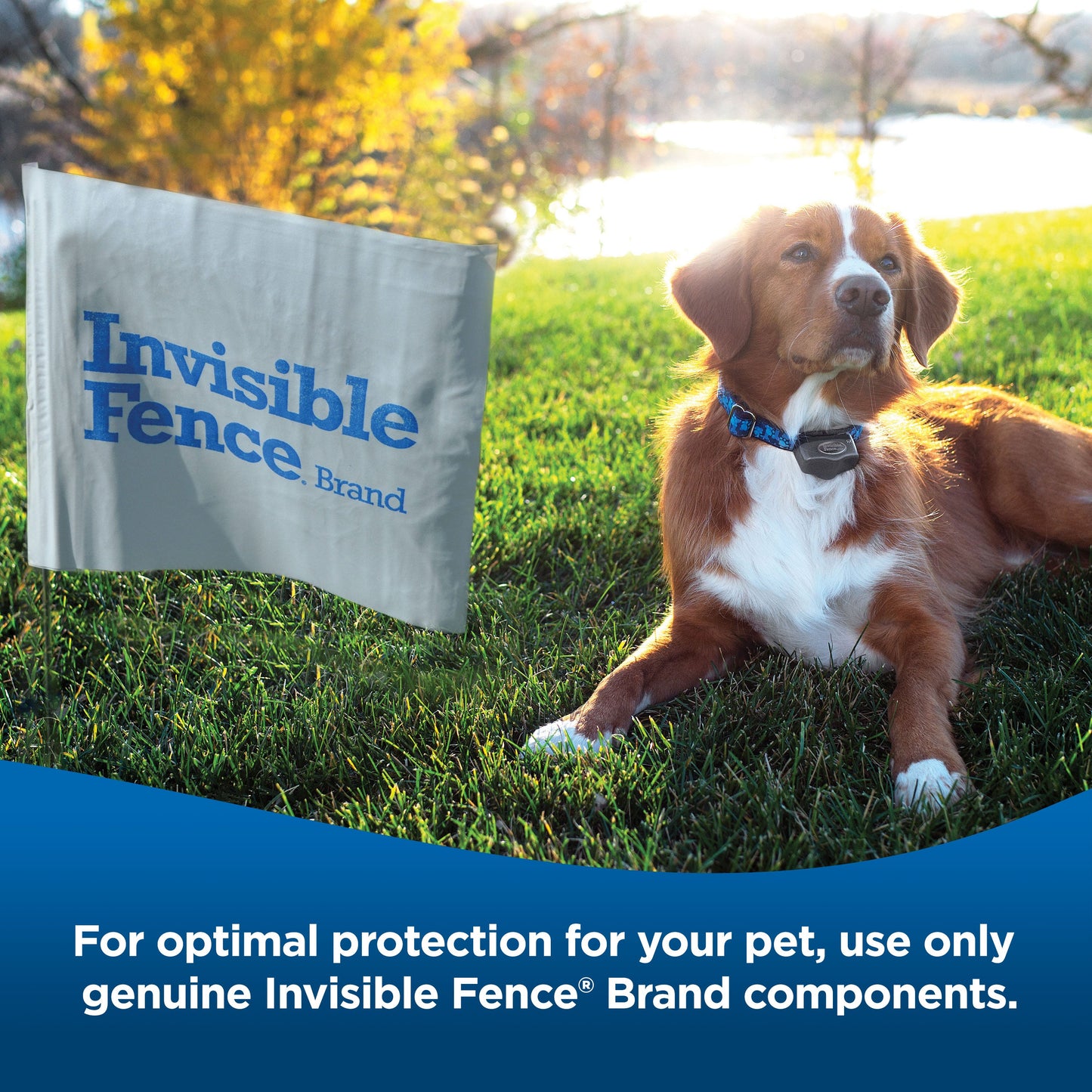 Dog laying in yard wearing invisible fence collar. Text on image: for optimal protection for your pet, use only genuine invisible fence brand components.