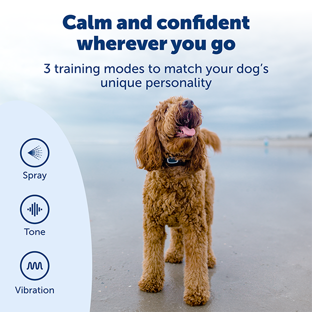 Dog wearing training collar on beach with text on image: calm and confident wherever you go. Three training modes to match your dog's unique personality including spray, tone and vibration