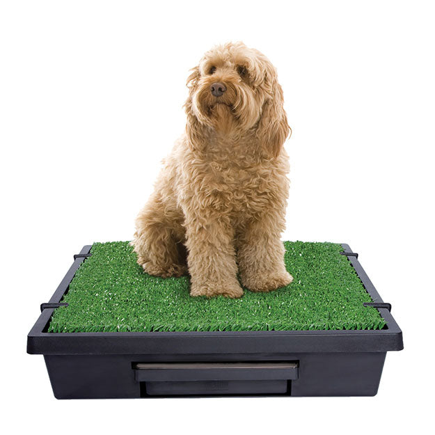 Dog sitting on indoor/outdoor portable grass mat
